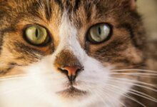 Минута отдыха Сколько раз в день нужно кормить кошку: что советуют ветеринары Животные 