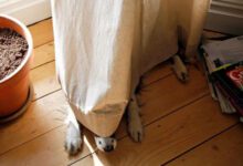 Минута отдыха Примеры невероятной изобретательности гениев маскировки среди пёселей Животные 