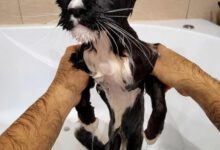 Минута отдыха Потрясение и удивление кошек от водных процедур Животные 