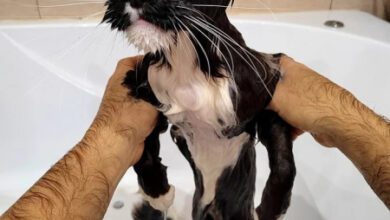 Минута отдыха Потрясение и удивление кошек от водных процедур Животные  Минута отдыха Потрясение и удивление кошек от водных процедур Животные