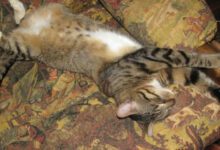 Минута отдыха Как развлечь кошку, пока она одна дома: 4 варианта для заботливых хозяев Животные 