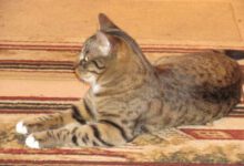 Минута отдыха Что нельзя делать владельцам домашних кошек и котов: это должен знать каждый Животные 