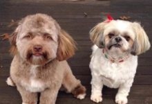 Минута отдыха Животные, у которых явно проглядываются человеческие черты Животные 