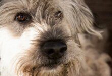 Минута отдыха От чего зависит продолжительность жизни собаки: важное условие Животные 