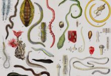 Минута отдыха Откуда появилось слово «паразит»? Интересное 