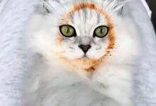 Минута отдыха Забавные снимки животных-воришек, пойманных с поличным Животные 