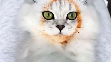 Минута отдыха Забавные снимки животных-воришек, пойманных с поличным Животные  Минута отдыха Забавные снимки животных-воришек, пойманных с поличным Животные