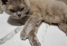 Минута отдыха Зачем стричь когти кошкам и собакам: причина – на поверхности Животные 