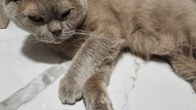 Минута отдыха Зачем стричь когти кошкам и собакам: причина – на поверхности Животные  Минута отдыха Зачем стричь когти кошкам и собакам: причина – на поверхности Животные