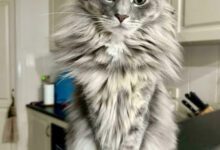 Минута отдыха Истории питомцев, которые обрели любящих хозяев и новый дом Животные 