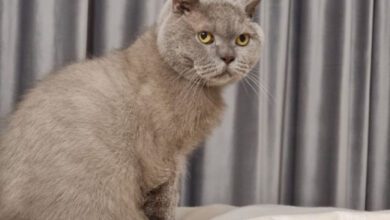 Минута отдыха Две серьезные проблемы, о которых кошка обязательно предупредит вас: не игнорируйте поведение питомца Животные  Минута отдыха Две серьезные проблемы, о которых кошка обязательно предупредит вас: не игнорируйте поведение питомца Животные