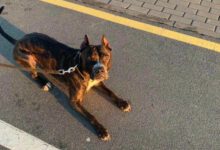 Минута отдыха Что лучше: поводок или рулетка? Животные 