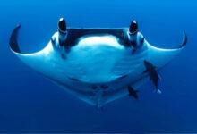 Минута отдыха Чем так удивительны манты? Интересное 