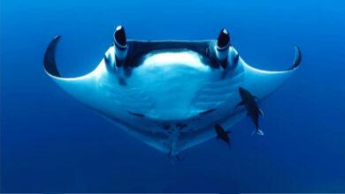 Минута отдыха Чем так удивительны манты? Интересное 