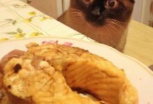 Минута отдыха Котики-обманщики, которые виртуозно изображают голод ради угощений Животные 