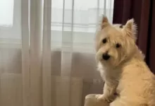 Минута отдыха Как успокоить собаку в новогоднюю ночь: необычные методы борьбы со стрессом Животные 