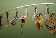 Минута отдыха Все ли гусеницы превращаются в бабочек? Интересное 