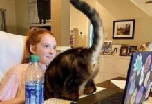 Минута отдыха Наглые коты-хулиганы, которые правят в доме Животные 