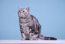 Минута отдыха Смелые и дружелюбные: 3 породы кошек, которые легко уживаются с собаками Животные 