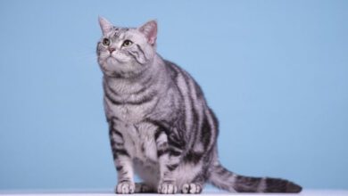Минута отдыха Смелые и дружелюбные: 3 породы кошек, которые легко уживаются с собаками Животные  Минута отдыха Смелые и дружелюбные: 3 породы кошек, которые легко уживаются с собаками Животные
