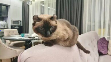Минута отдыха Почему кошка чихает: нужно ли с этим что-то делать Животные  Минута отдыха Почему кошка чихает: нужно ли с этим что-то делать Животные