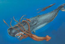 Минута отдыха Почему кашалоты все в шрамах? Неужели гигантские кальмары могут дать им достойный отпор? Интересное 