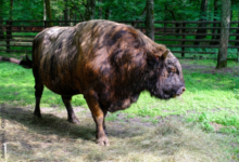 Минута отдыха Жубронь: эксперимент советских учёных по созданию нового вида домашних животных Интересное 