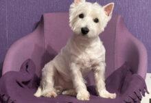 Минута отдыха Почему собака переворачивает миску с кормом: питомец вряд ли капризничает Животные 