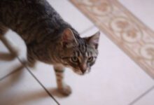 Минута отдыха Прощальные моменты: как ведут себя кошки незадолго до смерти Животные 