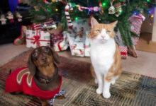 Минута отдыха Милые праздничные питомцы на фоне новогоднего уюта Животные 