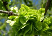 Минута отдыха Какие растения - самые редкие? Интересное 