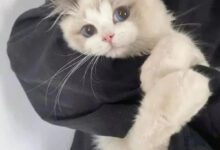 Минута отдыха Котики, которые нашли своих хозяев и наполнили их жизнь радостью Животные 