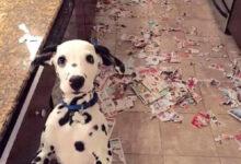 Минута отдыха Забавные развлечения пёселей, которые справляются со скукой Животные 