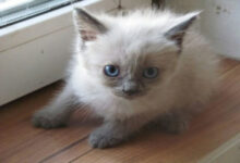 Минута отдыха Можно ли научить котенка выполнять команды: для этого не нужно быть профессиональным дрессировщиком  Животные 