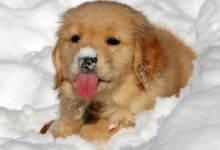 Минута отдыха Щенки с радостью открывают для себя снег и первую зиму Животные 