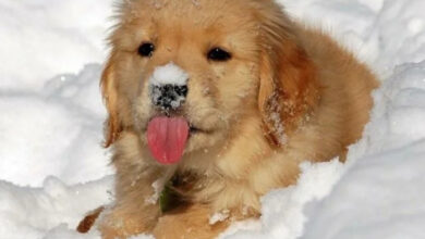 Минута отдыха Щенки с радостью открывают для себя снег и первую зиму Животные 