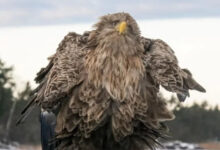 Минута отдыха Просто обаятельные и смешные животные на снимках Животные 