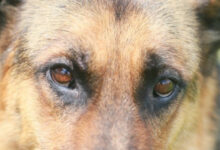 Минута отдыха В Казахстане появилась новая порода собаки: как называется и что особенного Животные 