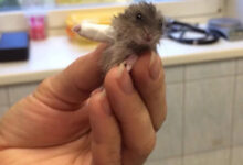 Минута отдыха Снимки милых животных в гипсе, которые растопят ваше сердце Животные 