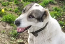 Минута отдыха Какую собаку выбрать для охраны дома и имущества: советы экспертов Животные 