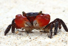 Минута отдыха Интересные факты о животных, которых вы не знали Животные 