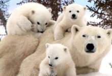 Минута отдыха Трогательная семейная нежность и забота у животных Животные 