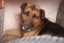 Минута отдыха Почему собаки так любят валяться в дурно пахнущих вещах: у них на то есть свои причины Животные 