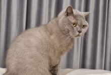 Минута отдыха Почему кошка требует открыть дверь, но потом не заходит в помещение: интересное объяснение Животные 