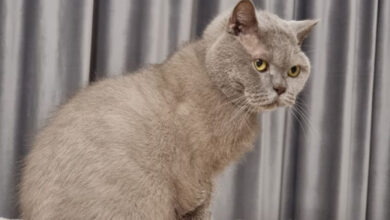 Минута отдыха Почему кошка требует открыть дверь, но потом не заходит в помещение: интересное объяснение Животные  Минута отдыха Почему кошка требует открыть дверь, но потом не заходит в помещение: интересное объяснение Животные