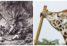 Минута отдыха 10 занимательных фактов, которые расширят ваш кругозор Интересное 