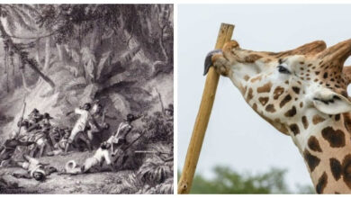 Минута отдыха 10 занимательных фактов, которые расширят ваш кругозор Интересное  Минута отдыха 10 занимательных фактов, которые расширят ваш кругозор Интересное