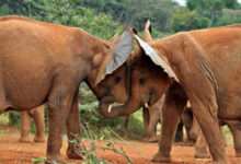 Минута отдыха Милые животные обнимаются и искренне выражают любовь Животные 