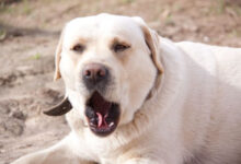 Минута отдыха Что сделать, чтобы собака не рыла землю: проверенные методы Животные 