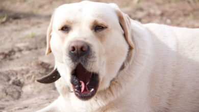 Минута отдыха Что сделать, чтобы собака не рыла землю: проверенные методы Животные  Минута отдыха Что сделать, чтобы собака не рыла землю: проверенные методы Животные